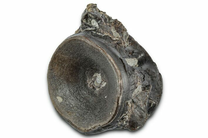 Fossil Fish Vertebra - Kansas #331030